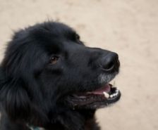 Timy – Labrador-Mix, Männchen, 6 Jahre 11 Monate, 39576 Stendal – Foto 26