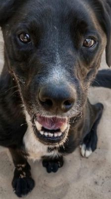 Timy – Labrador-Mix, Männchen, 6 Jahre 11 Monate, 39576 Stendal – Foto 4