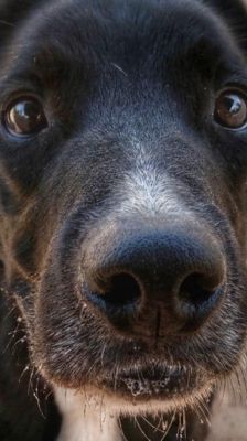 Timy – Labrador-Mix, Männchen, 6 Jahre 11 Monate, 39576 Stendal – Foto 5