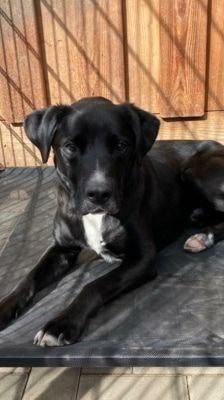 Timy – Labrador-Mix, Männchen, 6 Jahre 11 Monate, 39576 Stendal – Foto 6