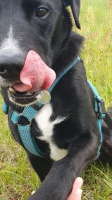 Timy – Labrador-Mix, Männchen, 6 Jahre 11 Monate, 39576 Stendal – Foto 7
