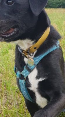Timy – Labrador-Mix, Männchen, 6 Jahre 11 Monate, 39576 Stendal – Foto 8