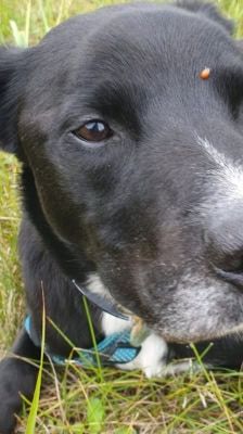 Timy – Labrador-Mix, Männchen, 6 Jahre 11 Monate, 39576 Stendal – Foto 9