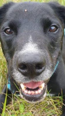 Timy – Labrador-Mix, Männchen, 6 Jahre 11 Monate, 39576 Stendal – Foto 10