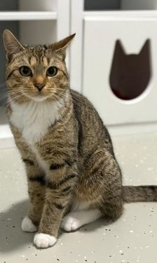 Jonny – Katze, Männchen, 1 Jahr, 32758 Detmold – Foto 1