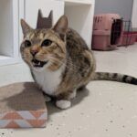 Jonny – Katze, Männchen, 1 Jahr, 32758 Detmold – Foto 2