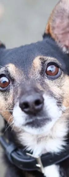 Maurice – Dackel-Terrier-Mix, Männchen, 8 Jahre, 13057 Berlin – Foto 1