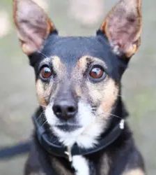 Maurice – Dackel-Terrier-Mix, Männchen, 8 Jahre, 13057 Berlin – Foto 2