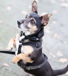 Maurice – Dackel-Terrier-Mix, Männchen, 8 Jahre, 13057 Berlin – Foto 3