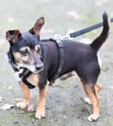 Maurice – Dackel-Terrier-Mix, Männchen, 8 Jahre, 13057 Berlin – Foto 4