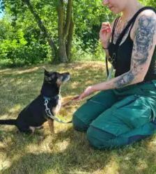 Maurice – Dackel-Terrier-Mix, Männchen, 8 Jahre, 13057 Berlin – Foto 5
