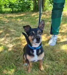 Maurice – Dackel-Terrier-Mix, Männchen, 8 Jahre, 13057 Berlin – Foto 6