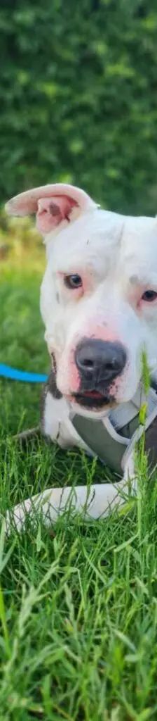 Milko – Staffordshire-Mix, Männchen, 1 Jahr 5 Monate, 13057 Berlin – Foto 1