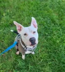 Milko – Staffordshire-Mix, Männchen, 1 Jahr 5 Monate, 13057 Berlin – Foto 3