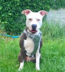 Milko – Staffordshire-Mix, Männchen, 1 Jahr 5 Monate, 13057 Berlin – Foto 4
