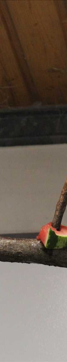 ACHMED – Halsbandsittich, Männchen, 6 Jahre 7 Monate, 81829 München – Foto 2