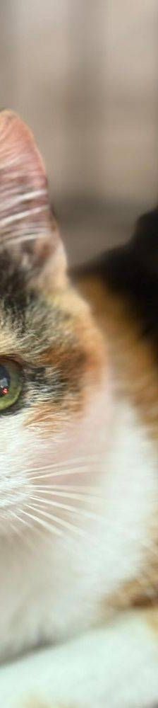 Carapan – Europäisch Kurzhaar, Weibchen, 4 Monate, 65520 Bad Camberg – Foto 2