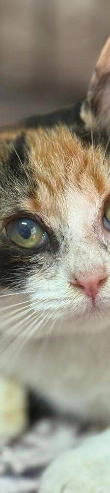 Carapan – Europäisch Kurzhaar, Weibchen, 4 Monate, 65520 Bad Camberg – Foto 3