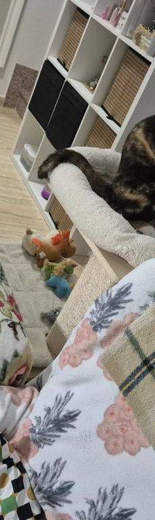 Carapan – Europäisch Kurzhaar, Weibchen, 4 Monate, 65520 Bad Camberg – Foto 24