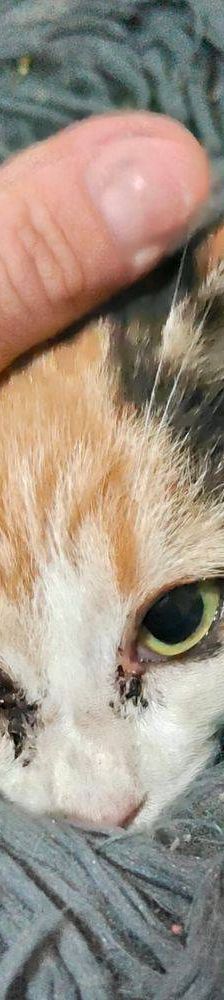 Carapan – Europäisch Kurzhaar, Weibchen, 4 Monate, 65520 Bad Camberg – Foto 8