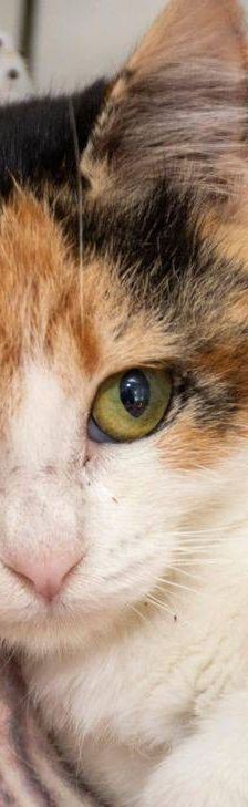 Carapan – Europäisch Kurzhaar, Weibchen, 4 Monate, 65520 Bad Camberg – Foto 9
