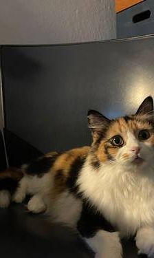 Lola – Langhaar- Mix, Weibchen, 1 Jahr, 65520 Bad Camberg – Foto 1