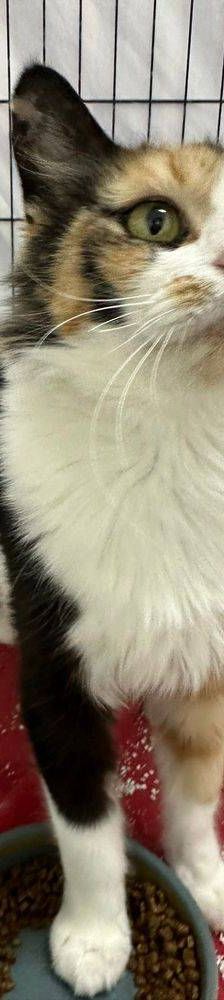 Lola – Langhaar- Mix, Weibchen, 1 Jahr, 65520 Bad Camberg – Foto 2