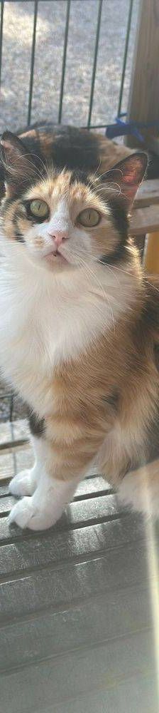 Lola – Langhaar- Mix, Weibchen, 1 Jahr, 65520 Bad Camberg – Foto 11