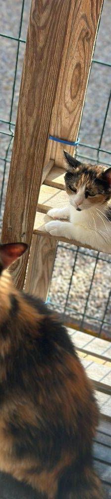 Lola – Langhaar- Mix, Weibchen, 1 Jahr, 65520 Bad Camberg – Foto 12