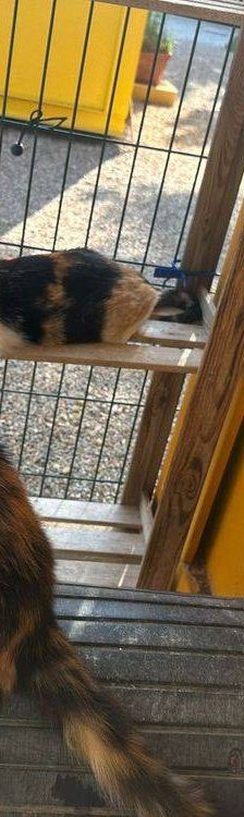 Lola – Langhaar- Mix, Weibchen, 1 Jahr, 65520 Bad Camberg – Foto 13
