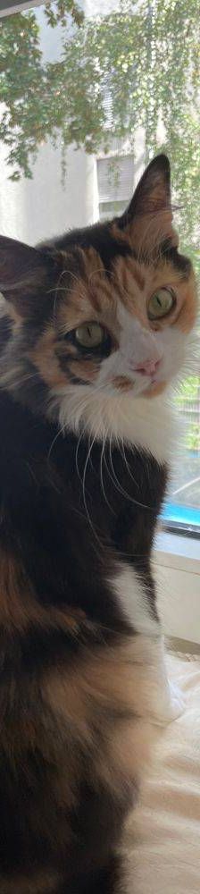 Lola – Langhaar- Mix, Weibchen, 1 Jahr, 65520 Bad Camberg – Foto 14