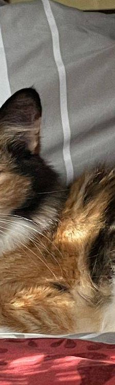 Lola – Langhaar- Mix, Weibchen, 1 Jahr, 65520 Bad Camberg – Foto 15