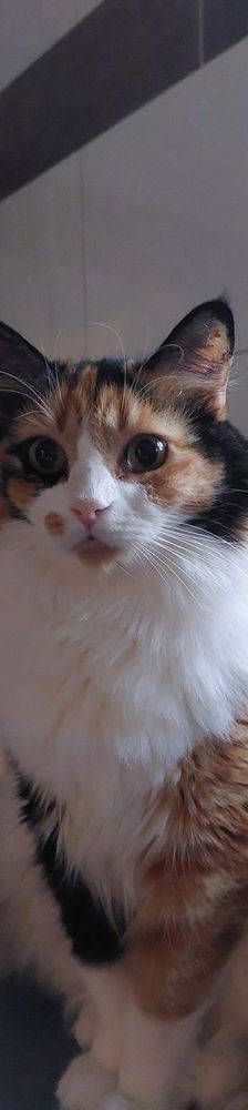 Lola – Langhaar- Mix, Weibchen, 1 Jahr, 65520 Bad Camberg – Foto 16