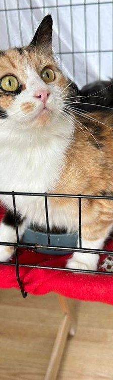 Lola – Langhaar- Mix, Weibchen, 1 Jahr, 65520 Bad Camberg – Foto 3