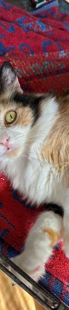 Lola – Langhaar- Mix, Weibchen, 1 Jahr, 65520 Bad Camberg – Foto 4