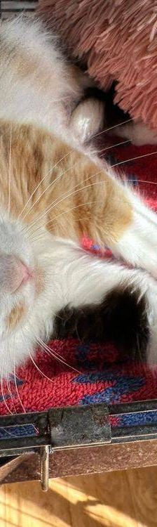 Lola – Langhaar- Mix, Weibchen, 1 Jahr, 65520 Bad Camberg – Foto 5