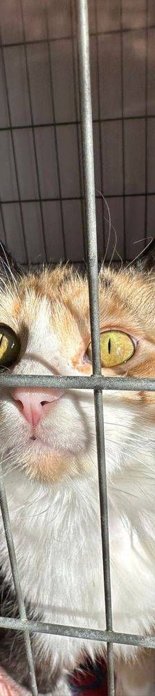 Lola – Langhaar- Mix, Weibchen, 1 Jahr, 65520 Bad Camberg – Foto 7