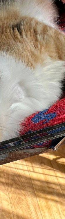 Lola – Langhaar- Mix, Weibchen, 1 Jahr, 65520 Bad Camberg – Foto 8