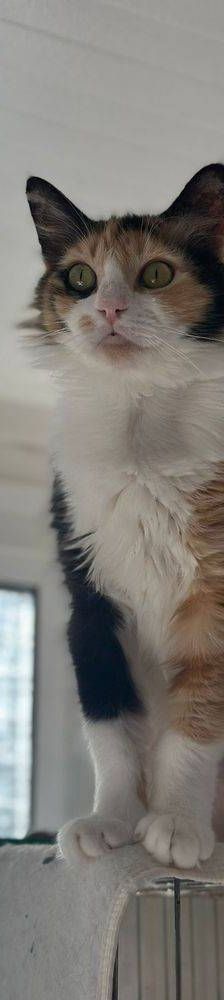 Lola – Langhaar- Mix, Weibchen, 1 Jahr, 65520 Bad Camberg – Foto 9