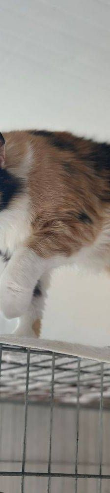 Lola – Langhaar- Mix, Weibchen, 1 Jahr, 65520 Bad Camberg – Foto 10