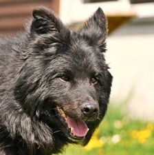 Balu – Schäferhund-Mischling, Männchen, 11 Jahre, 90537 Feucht – Foto 1