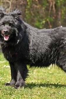 Balu – Schäferhund-Mischling, Männchen, 11 Jahre, 90537 Feucht – Foto 2