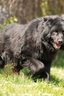 Balu – Schäferhund-Mischling, Männchen, 11 Jahre, 90537 Feucht – Foto 3
