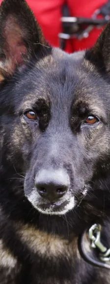 Sammy – Deutscher Schäferhund, Männchen, 3 Jahre 10 Monate, 13057 Berlin – Foto 1
