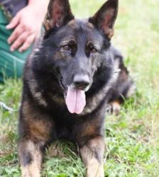 Sammy – Deutscher Schäferhund, Männchen, 3 Jahre 10 Monate, 13057 Berlin – Foto 2