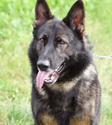 Sammy – Deutscher Schäferhund, Männchen, 3 Jahre 10 Monate, 13057 Berlin – Foto 3