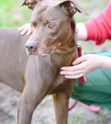 Bowie – Labrador-Mix, Männchen, 4 Jahre, 13057 Berlin – Foto 2