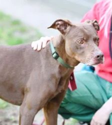 Bowie – Labrador-Mix, Männchen, 4 Jahre, 13057 Berlin – Foto 3
