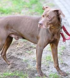 Bowie – Labrador-Mix, Männchen, 4 Jahre, 13057 Berlin – Foto 4