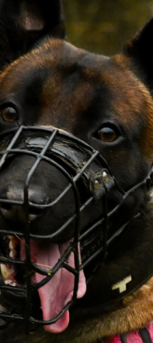 Räuber Hotzenplotz – Malinois, Männchen, 1 Jahr, 28357 Bremen – Foto 1